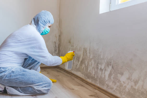 Licensed Attic Mold Removal service in Horntown, VA - WQB Mold Removal