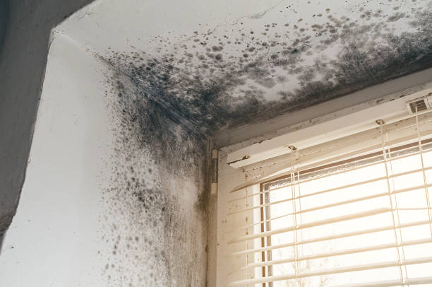 Affordable Attic Mold Removal solutions in Horntown, VA